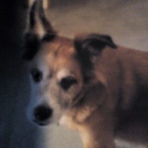 Meet your Posher, Dana